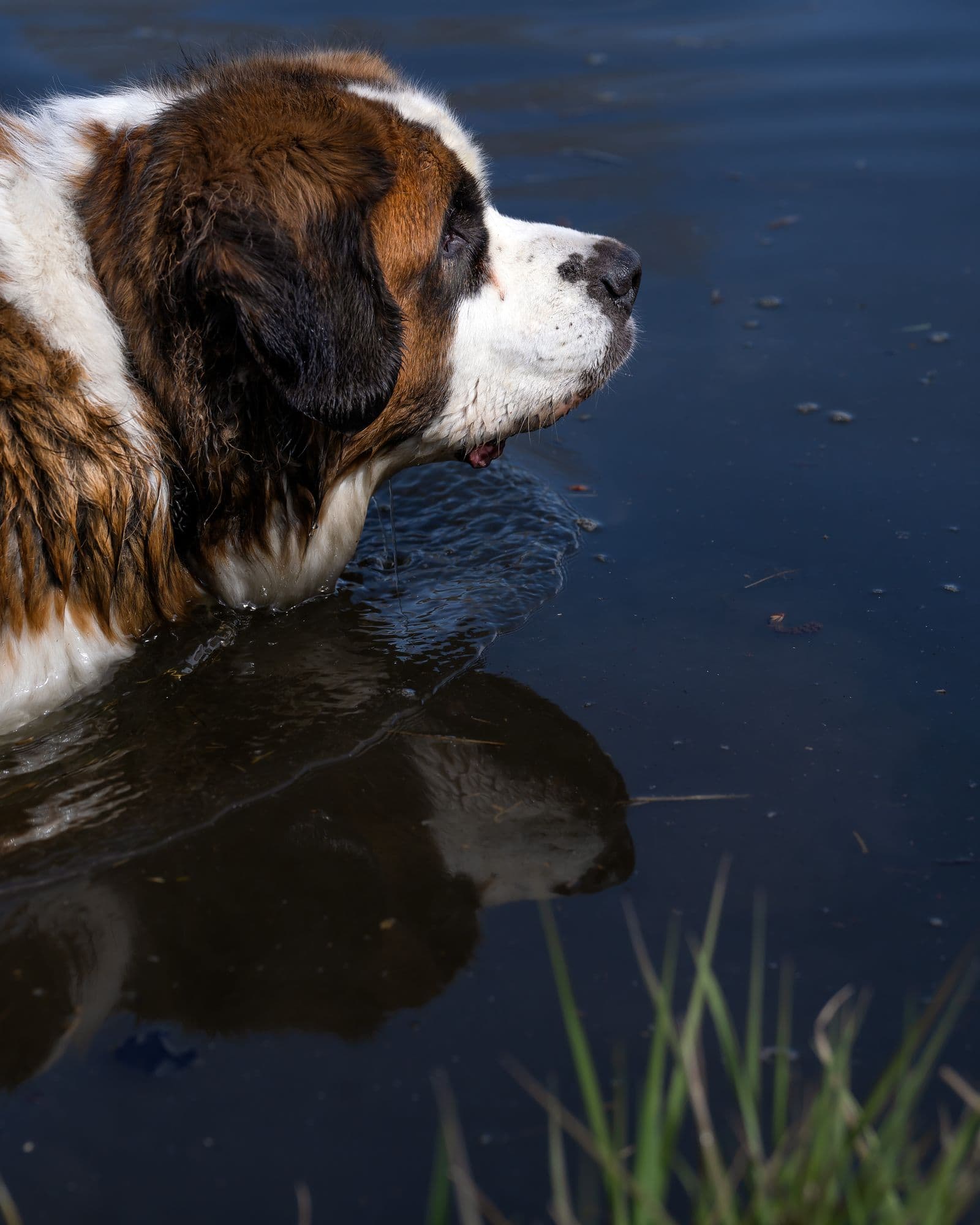 A Saint Bernard standing at the edge of a dark pond