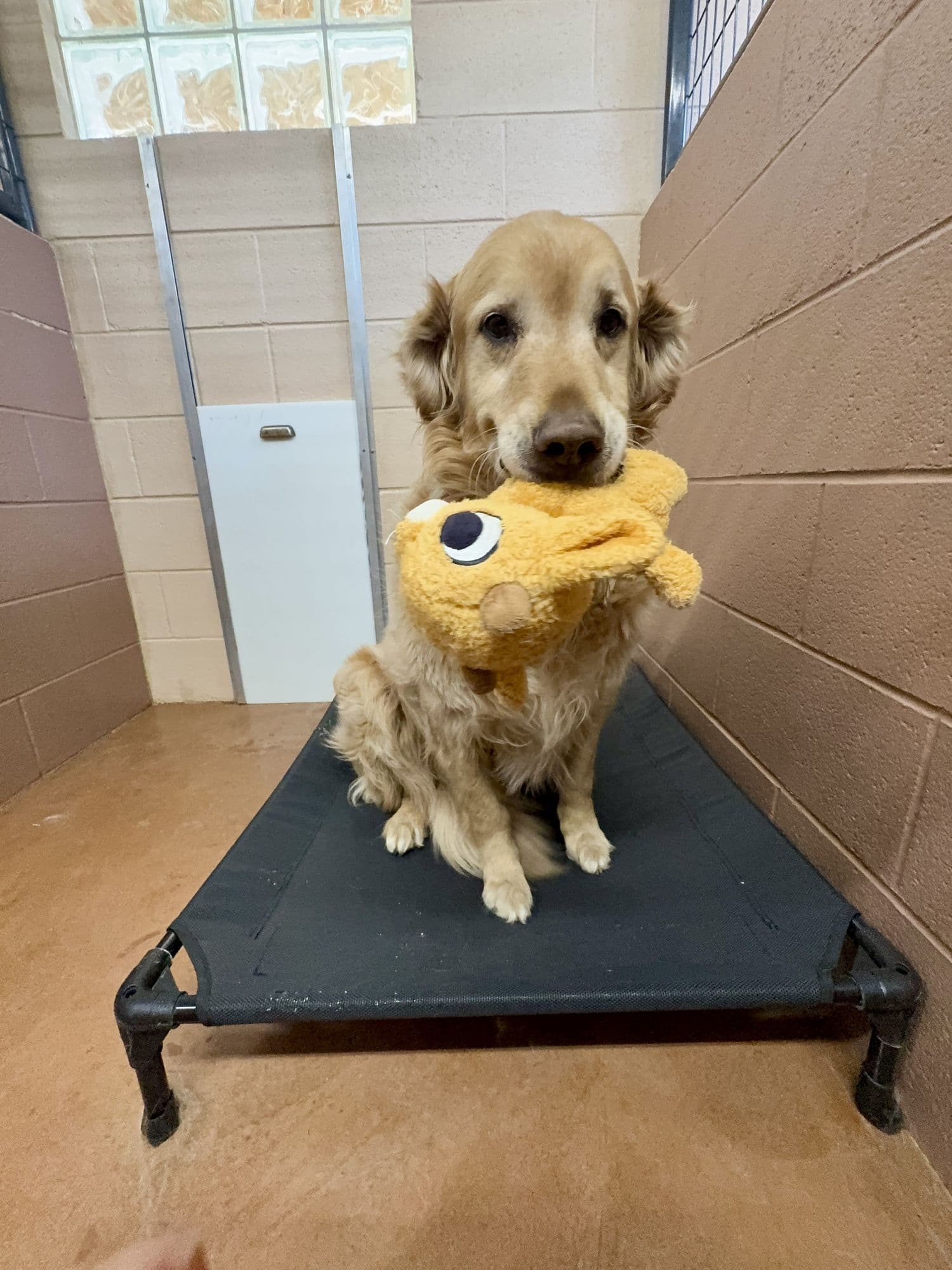 A golden retriever sitting on a raised bed in a kennel, holding a plush toy