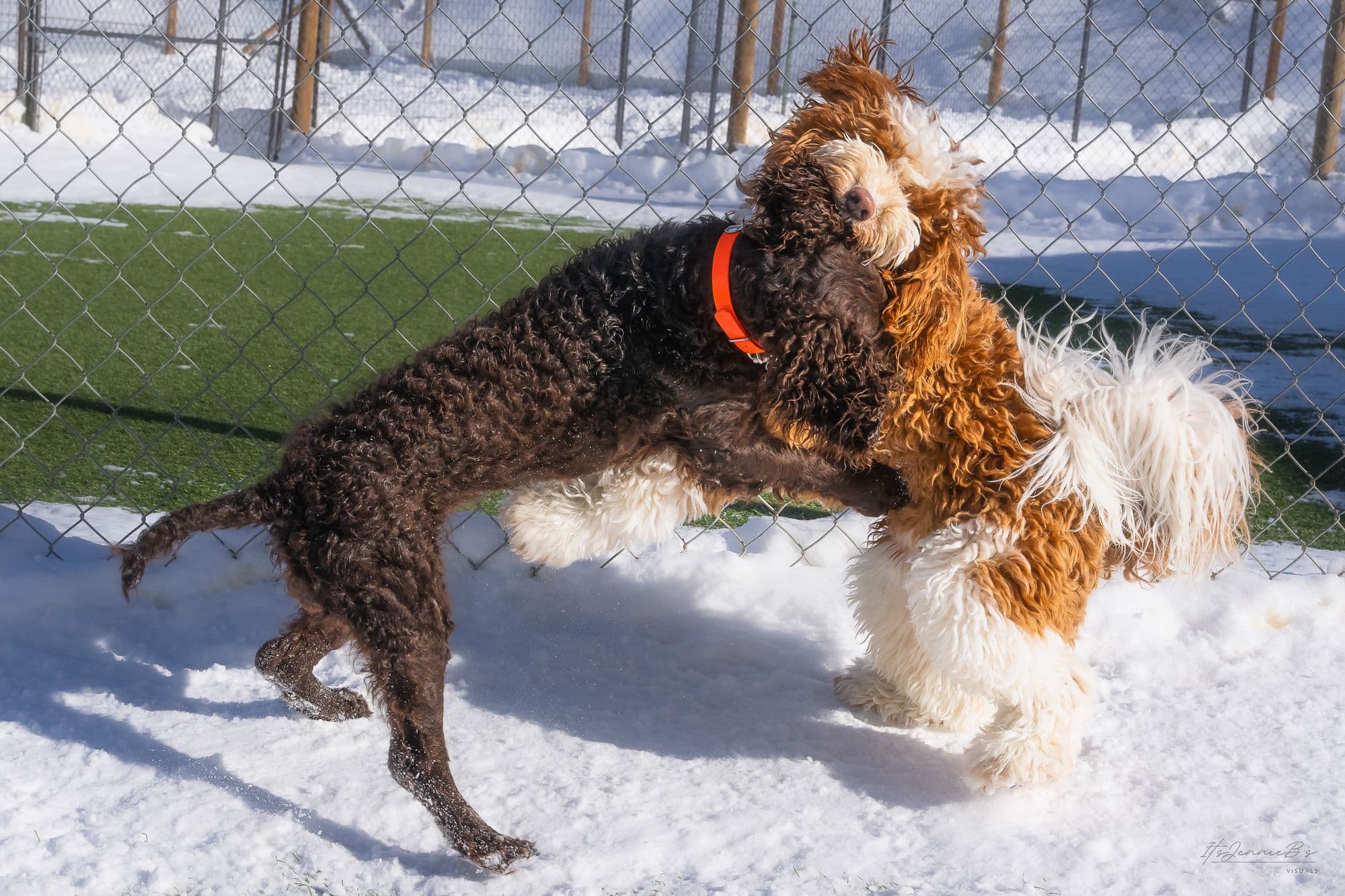 Two dogs playing hard in the snow beside a fence