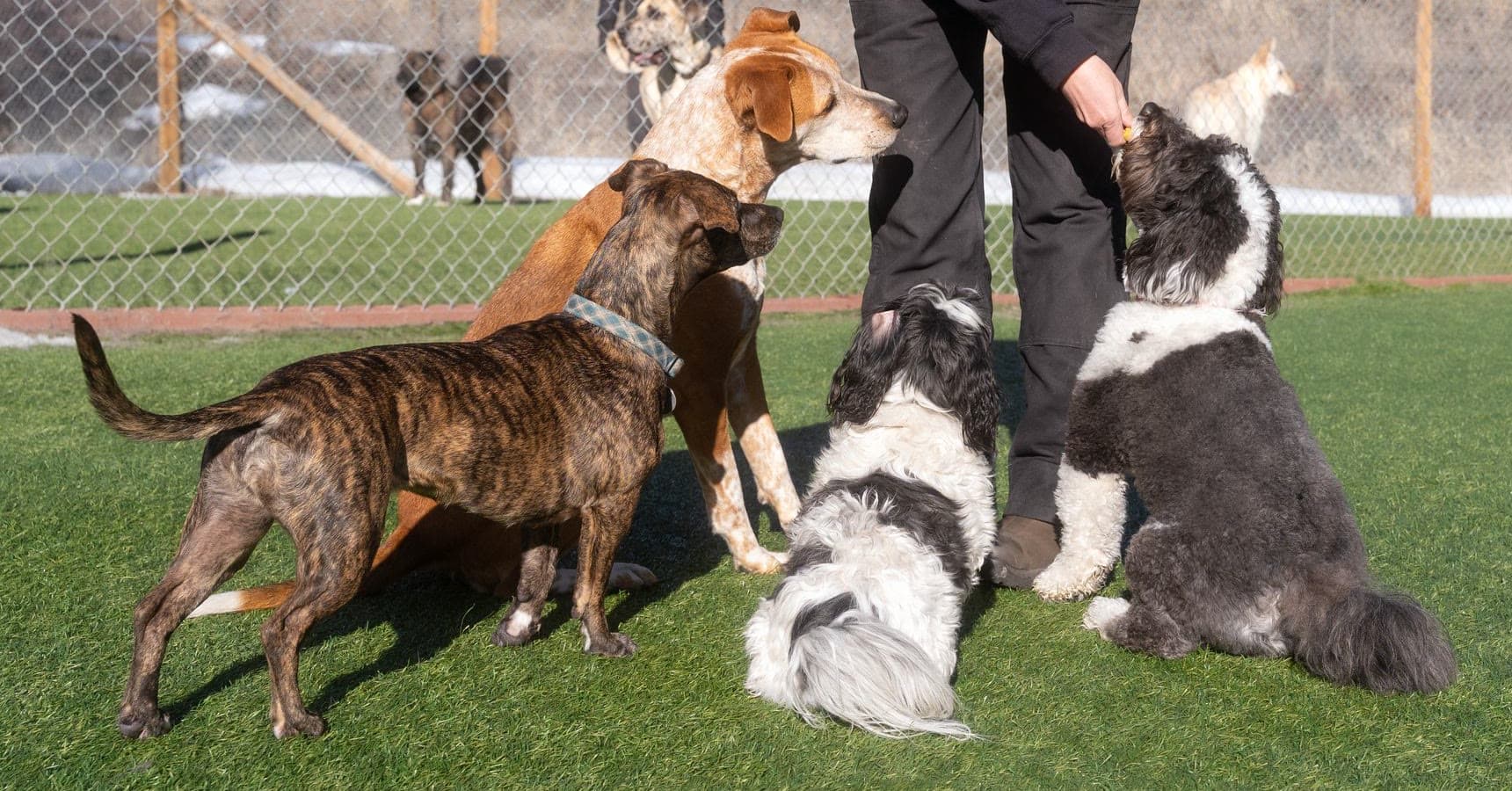 Dogs gathered in a turf yard during a training session, one sitting up for a treat