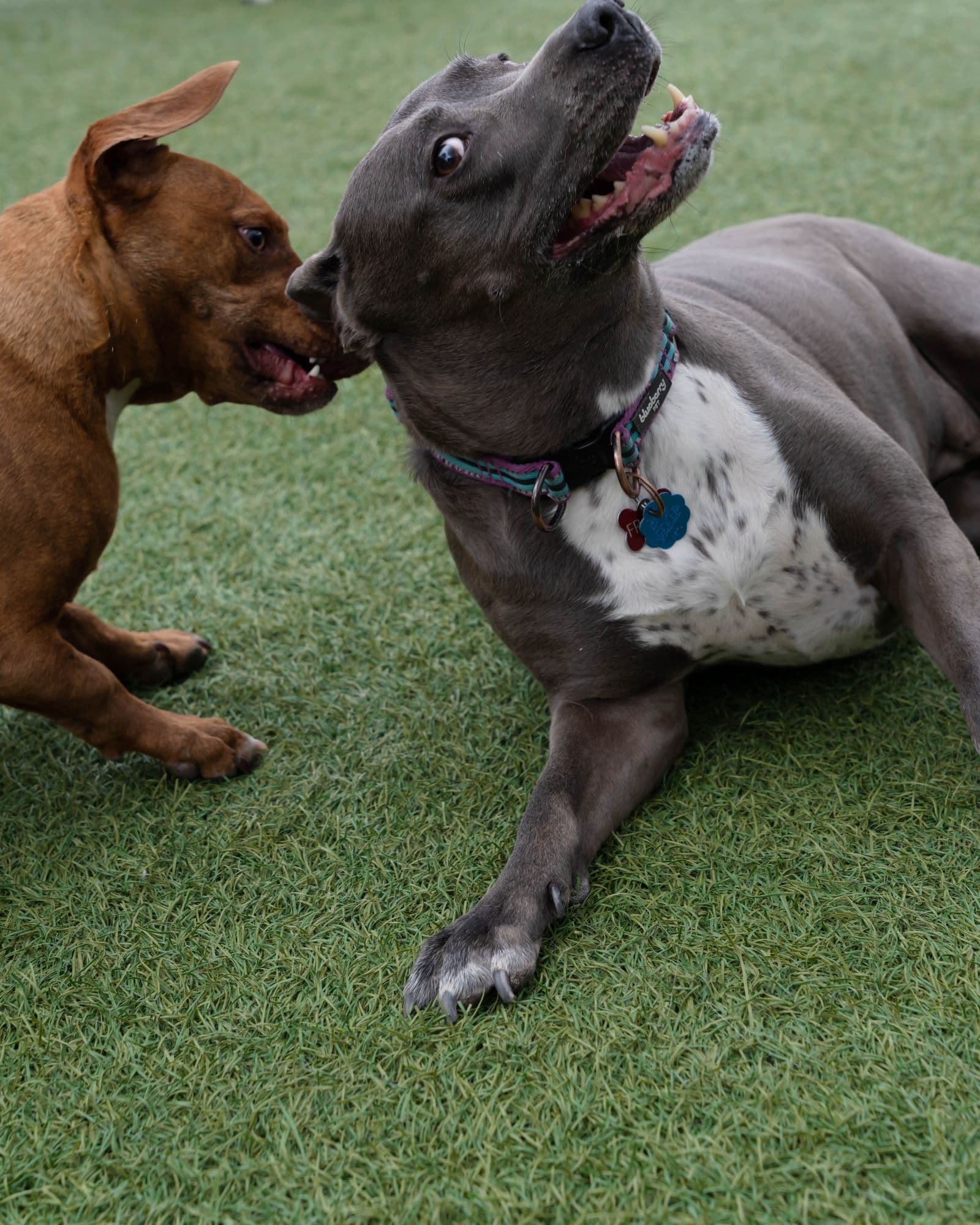 Two dogs wrestling on turf in a play yard